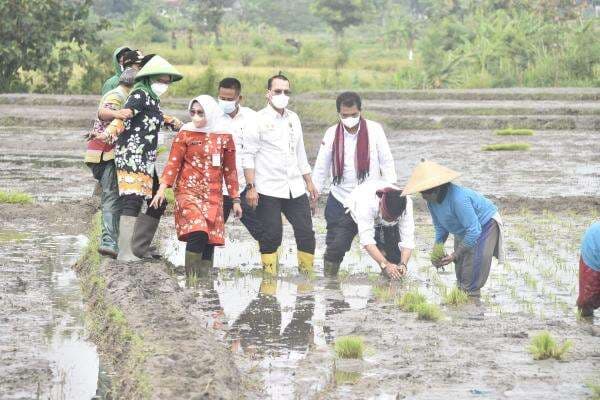 Genjot Produksi Padi Lewat Percepatan Tanam dan IP 400 Genjot Produksi Padi Lewat Percepatan Tanam dan IP 400