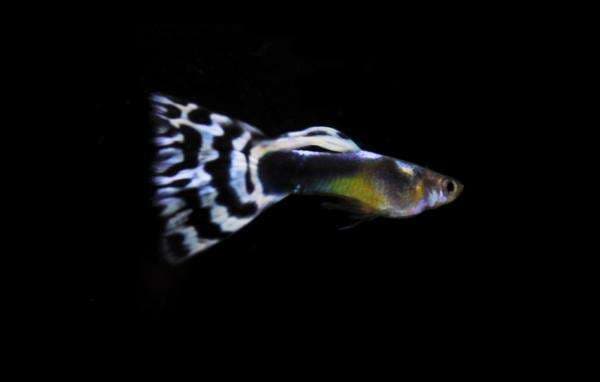 Bak Mahkota, Ekor Guppy Saddleback White Mosaic Wajib Dijaga Ketat