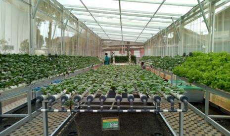 Empat Alasan Mengapa Hidroponik Perlu Green House