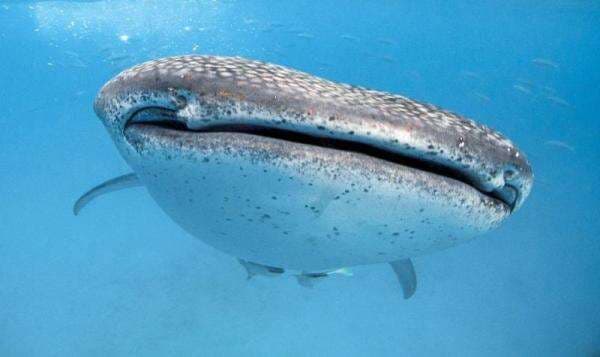 Contoh Hewan Vertebrata, Gambar dan Klasifikasi Kelasnya Lengkap