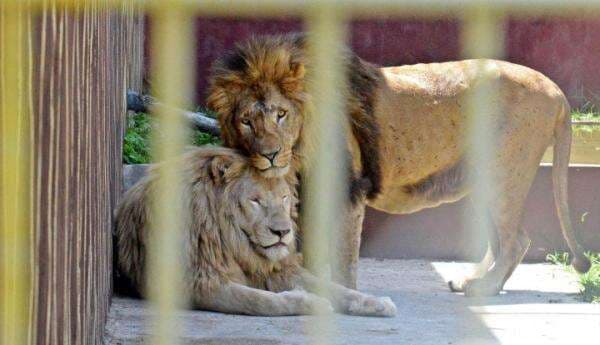 Corona di Afrika Selatan Beda Cerita! Ada Klaster Kebun Binatang yang Infeksi Singa