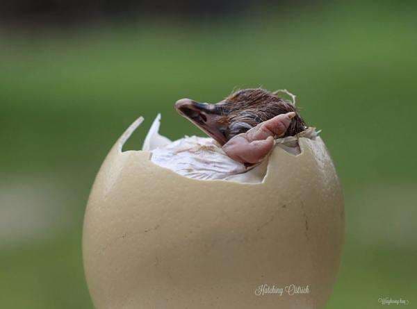 Inilah 5 Bentuk telur Hewan yang Jarang Diketahui