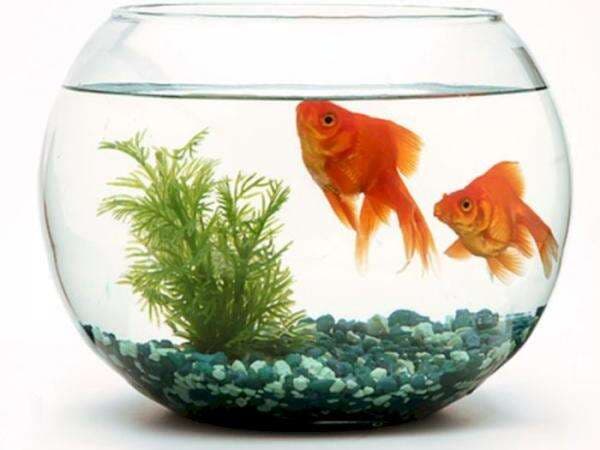 Memiara Ikan di Akuarium Sempit Adalah Tindakan Kejam, Bikin Ikan Stres dan Cepat Mati