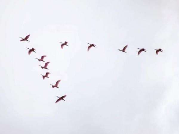 Pernahkah Kamu Bertanya, Mengapa Burung Terbang Selalu Membentuk Formasi V?