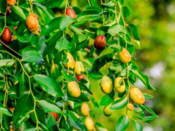 Rasa Buah Jujube Alias Bidara, 'Kurma Korea' yang Muncul di Drakor 'Our Beloved Summer'