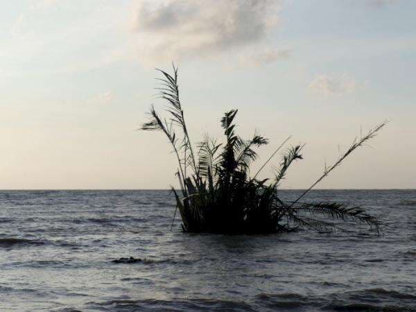 Pohon Buyuk Tiba-tiba Muncul di Tengah Laut, Tanda Rezeki Datang! Mitos atau Fakta?
