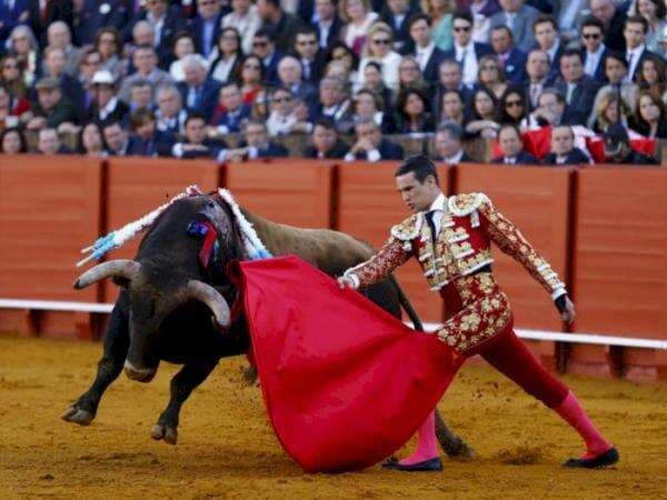 Benarkah Banteng Membenci Warna Merah? Ini Fakta Sebenarnya yang Perlu Diketahui