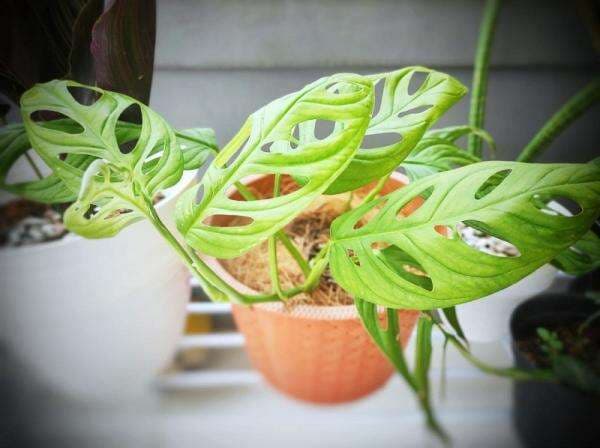 5 Jenis Tanaman Janda Bolong yang Diminati Pecinta Pohon Hias, Salah Satunya Monstera Variegata