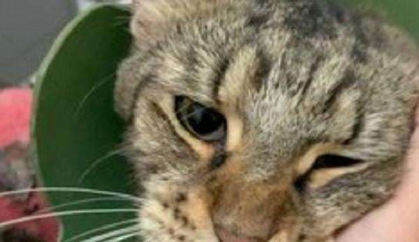 Viral Kucing Disiram Air Panas di Bogor, Begini Penjelasan Polisi