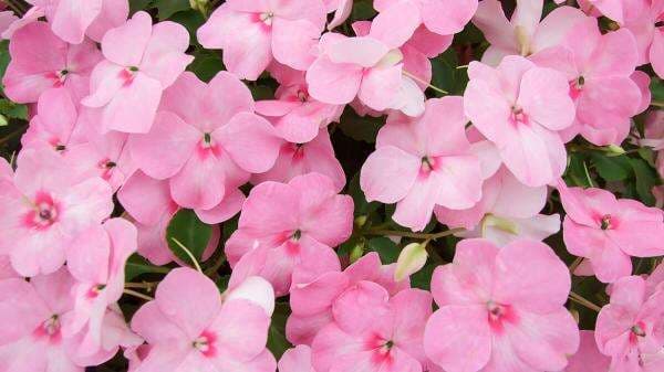 Selain Mempercantik Warna Kuku, Ini Sederet Manfaat Tanaman Pacar Air