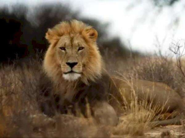 Bukan Raja Rimba, Namun Hewan Ini Mampu Mengalahkan Ketangkasan Singa!