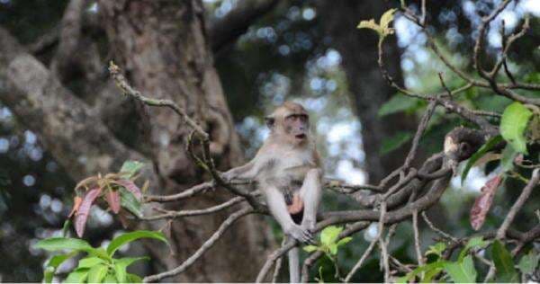 Persebaran Flora dan Fauna di Indonesia Beserta Daerahnya Lengkap, Ada Apa Saja?