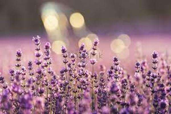 5 Fakta Unik Lavender, Bunga Cantik Berwarna Ungu 5 Fakta Unik Lavender, Bunga Cantik Berwarna Ungu