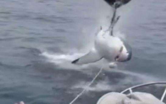 Hiu Putih Pembunuh Lompat ke Permukaan Air, Bikin Rombongan Turis Jantungan Hiu Putih Pembunuh Lompat ke Permukaan Air, Bikin Rombongan Turis Jantungan