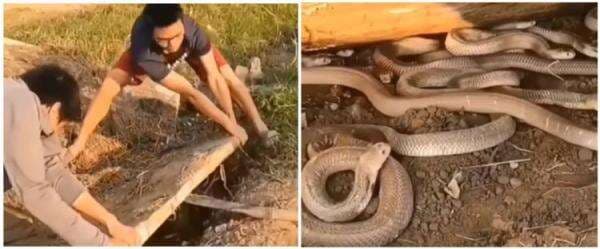 Bikin merinding, dua pria ini temukan sarang ular di bawah papan semen