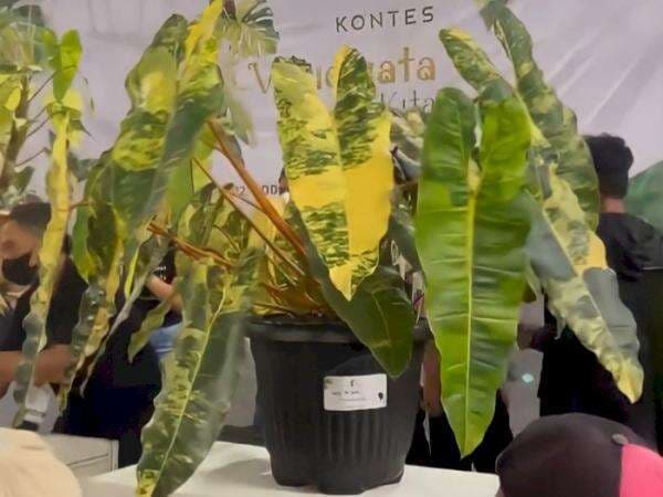 Tanaman Hias Sultan Menang Kontes Bergengsi, Harganya Miliaran Rupiah!