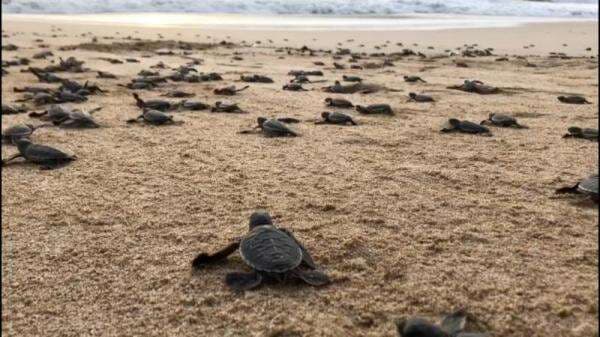 Melihat Tukik Berlari ke Lautan Bebas di Balai Konservasi Penyu di Ujung Genteng Sukabumi