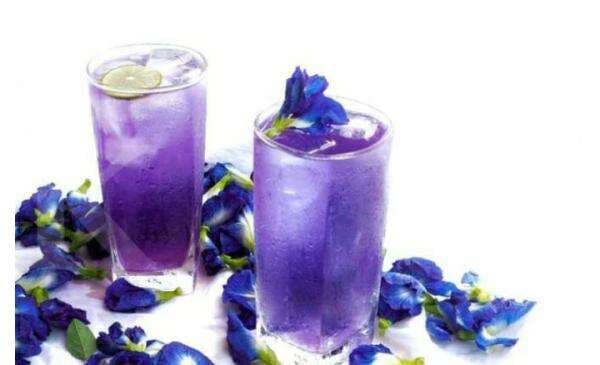 Tahukah Anda, Inilah Manfaat Bunga Telang Bagi Kesehatan