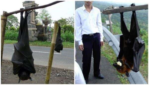 Tahukah Anda, Inilah Daftar Berukuran Super Jumbo, Hewan-Hewan Memiliki Ukuran Jauh Lebih Besar Dibanding Sejenisnya