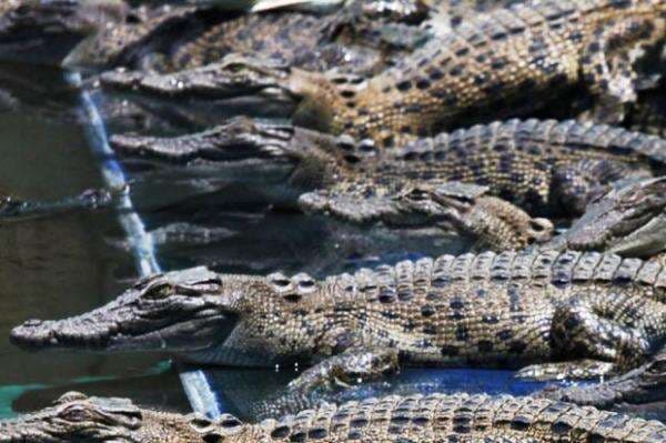 Danau yang Banyak Buaya di Seluruh Dunia, Nomor 3 Dekat dengan Indonesia