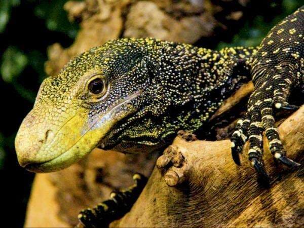 Dikenal Sebagai Makhluk Lambat dan Jinak, Ini 3 Kadal Paling Berbahaya di Dunia