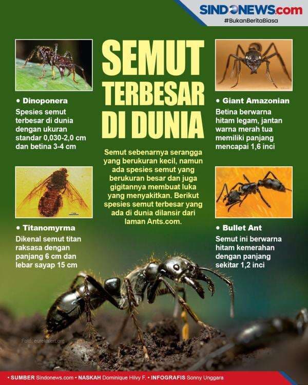 Semut Terbesar di Dunia, Gigitannya Seperti Tertembak Peluru