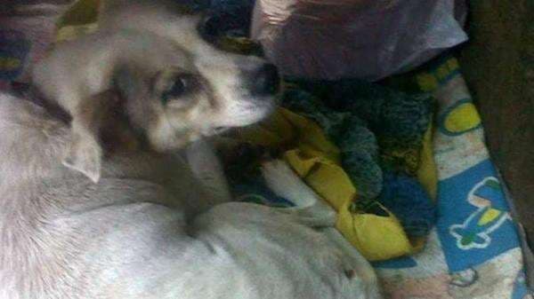 Kejam! Video Anjing Dibakar Hidup-hidup Viral, Perekam Tertawa Terbahak-bahak Kejam! Video Anjing Dibakar Hidup-hidup Viral, Perekam Tertawa Terbahak-bahak