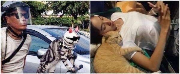 11 Potret lucu kucing kalau lagi akur sama manusia, main HP bareng