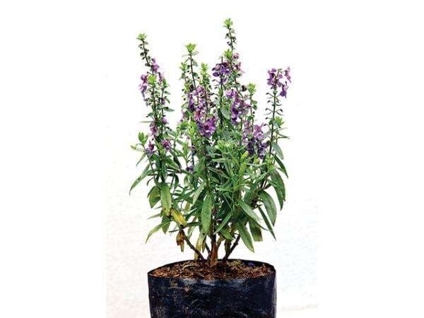 Cantik-Wangi, Lavender-Rosemary Banyak Dibeli