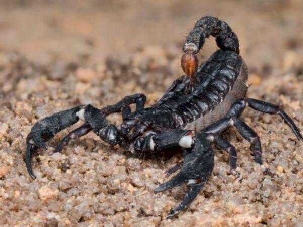 Kalajengking Ditakuti Banyak Orang Karena Racunnya, Mampu Bertahan Hidup 25 Tahun!