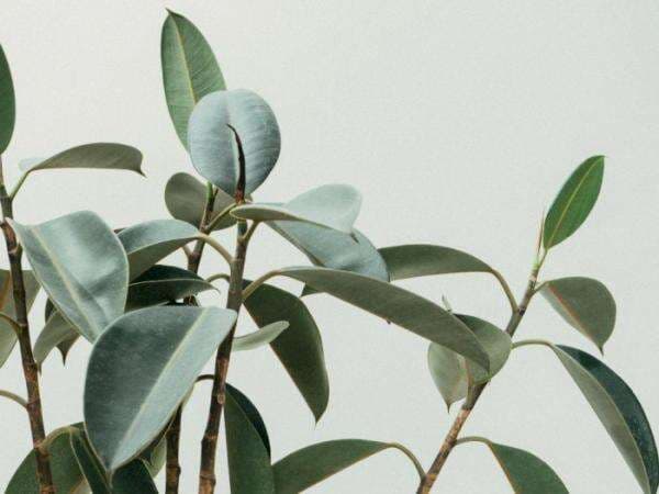 Jenis dan Struktur Sel Tumbuhan Lengkap dengan Fungsinya