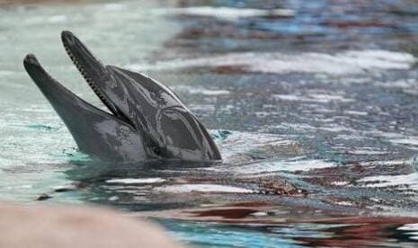 Lumba-Lumba Air Tawar Terakhir di Kamboja Mati Kena Jaring Ikan