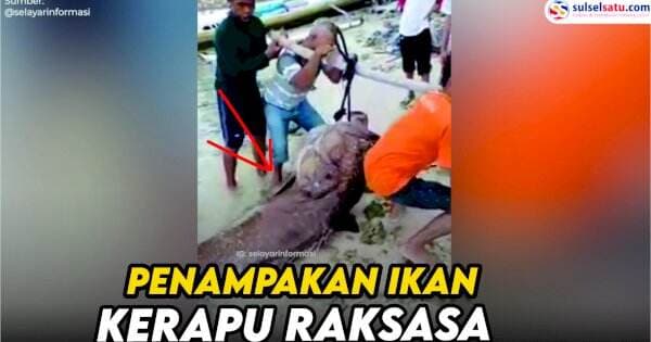 VIDEO: Penampakan Ikan Kerapu Raksasa yang Berhasil Ditangkap Nelayan di Selayar
