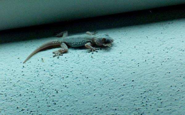 Kotoran Cicak Najis atau Tidak? Ini Penjelasan Ulama Lengkap dengan Cara Menyucikannya