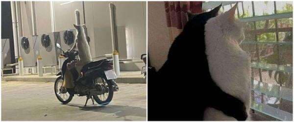 11 Penampakan lucu hewan dipotret dari belakang, lucu abis