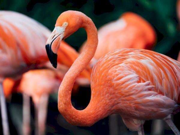 Lahir dengan Warna Abu-abu, Mengapa Flamingo Bisa Berubah Warna ke Merah Muda?