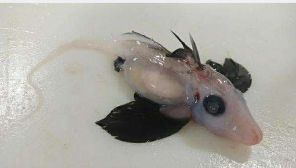 Ilmuwan Temukan Bayi Hiu Hantu Langka dengan Tantakel Seks di Kepalanya