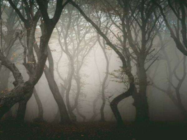 Kisah Misteri Hoia Baciu, Hutan Rumania yang Paling Menyeramkan di Dunia!