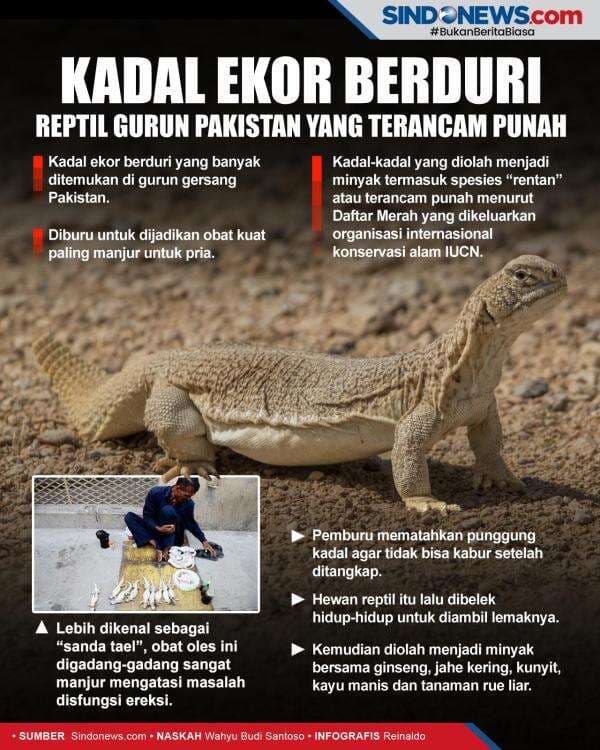 Kadal ekor berduri, Reptil Gurun Pakistan yang Terancam Punah
