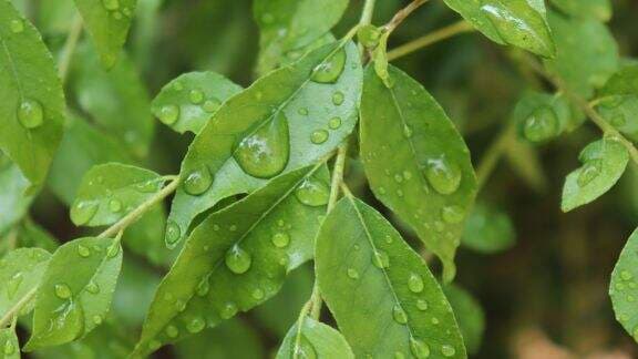 Khasiat Mengejutkan Daun Kari, Bisa Jadi `Obat` Diabetes hingga Kolesterol Khasiat Mengejutkan Daun Kari, Bisa Jadi `Obat` Diabetes hingga Kolesterol