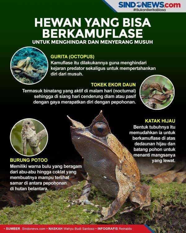 Hewan yang Bisa Berkamuflase untuk Menghindar dan Menyerang Musuh