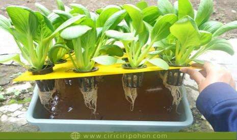 Kelebihan dan Kekurangan Hidroponik Sistem Wick