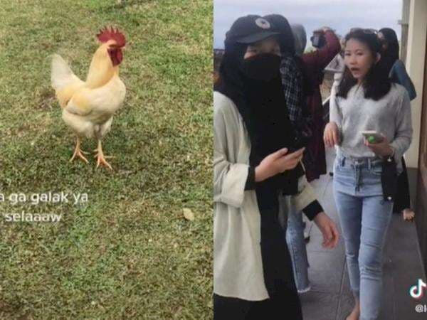 Ini Ayam Jantan Agresif yang Kejar Cewek-Cewek di Vila Puncak: Dia Nyari yang Good Looking