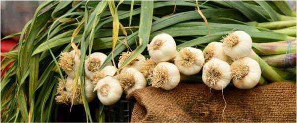 Selain bikin masakan enak, 9 bumbu dapur ini bisa tingkatkan imun