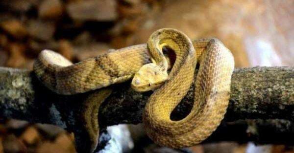 Menakutkan, Ini 4 Pulau yang Menjadi Sarang ular Berbisa, Nomor 3 Ada di Indonesia