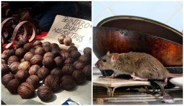 Tahukah Anda, Inilah 5 Fakta Pohon dan Buah Bintaro Mengandung Racun Mematikan