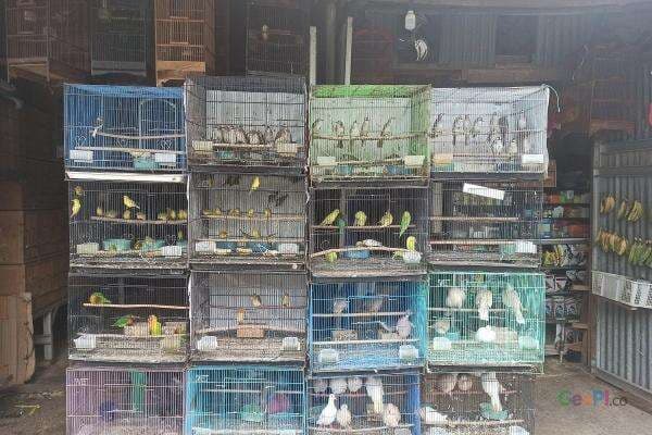 Mau Cari Burung Kicau di Depok? Pasar Plenongan Tempatnya Mau Cari Burung Kicau di Depok? Pasar Plenongan Tempatnya