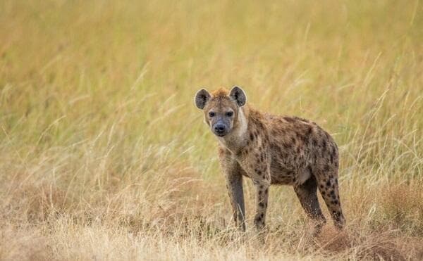 7 Fakta Hyena, Hewan yang Punya Rahang Kuat Lebih dari Singa