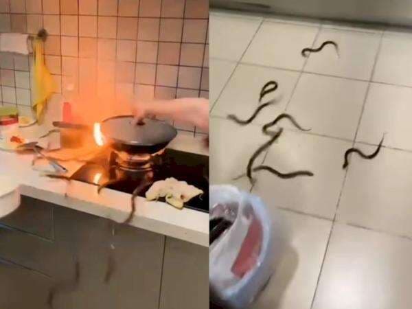 Viral Belut Menggeliat seperti Ular usai Gagal Dimasak Hidup-Hidup di Minyak Panas