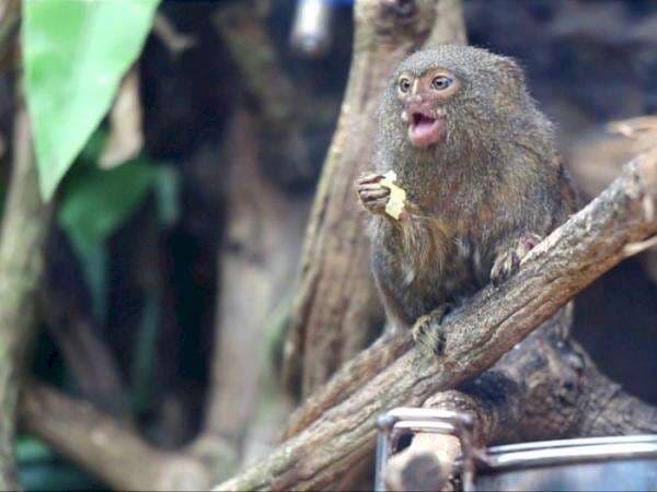 Kera Terkecil di Dunia Ternyata Ada di Indonesia, di Sini Letaknya!